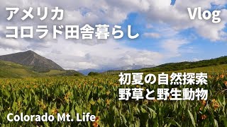 【アメリカ田舎vlog】自然を探索/野生動物と野草/鹿の親子/ワイルドフラワー/夏に食べたい晩御飯/Identify wild edible/wildflowers/Fawn/Cooking/Vlog