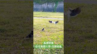 #烏領椋鳥 #黑脖八哥 #白頭椋鳥 #鳥打架