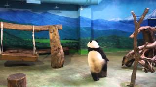 2015.8.5 小天才圓仔(The Smart Giant Panda Yuan-Zai)