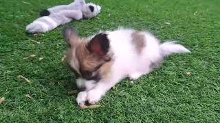 Papillon Welpen 9 Wochen alt rennen und spielen im Garten. Papillons-von-Persebeck.