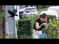 Crows seen attacking pedestrians in Bishan