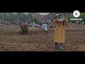 bull fighting in🔥oman 🇴🇲