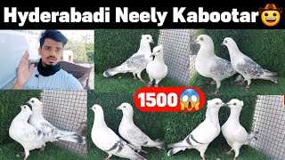 Hyderabadi Neele kabootar starting @1500 to 3500😱 || Ak Pigeons Farm Visited By @ShaikMoidQuraishi