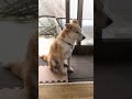 尻尾フリフリゆずちゃん！もう我慢できないワン⁉️ 柴犬ミックス犬　＃柴犬　＃雑種犬