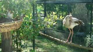 Seriema cristata - red legged seriema