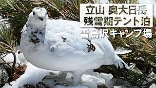 【雷鳥の春】残雪期の立山 奥大日岳　ゴールデンウィークの雷鳥沢キャンプ場テント泊登山 #iPhone動画