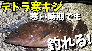 寒い時期のテトラアコウ！狙い方解説！釣れる場所、釣れるアクション、釣れるリグを解説します！