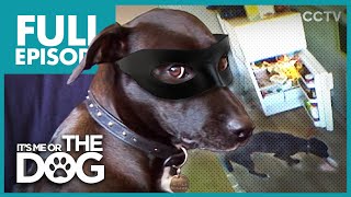 The Dog Burglar: Lucy | Full Episode | It's Me or the Dog