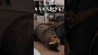 #shorts　朝が弱い猫。二度寝するにゃー。