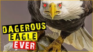 Eagle Hunting Predators| 09 Of  The Strongest and Largest Eagle in The World | Caught on camera!!