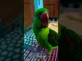 parrot bane famous celebrity 😅 shorts viral sub parrot bird