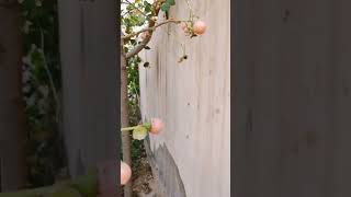 lasoda fruit or glue berry or cordia myxa