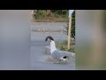 hungry seagull spotted swallowing entire squirrel whole