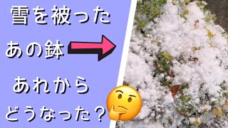 『多肉植物』『ガーデニング』157   雪を被ったあの鉢‼️あれからどうなったのか🤔初雪から現在の様子をご覧ください。