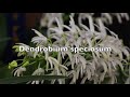 dendrobium orchid varieties