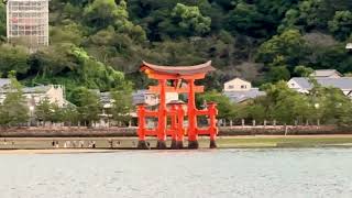 O-Torii Gate ⛩️ Sunset,Miyajima Island~Japan 🇯🇵~04.10.24[4K]IP