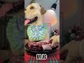 asmr lucky immersive eating podcast collection 192 raw meat is so good pets cute