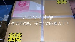 アロワナ水槽  メダカ200匹、子赤100匹購入！数えてみた！