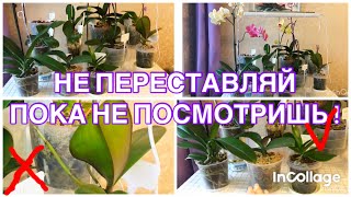 Перестановка.Какие орхидеи нельзя переставлять.Пример и последствия