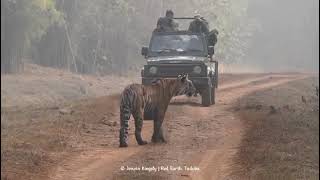 Tiger Hunting Video, Tadoba Jungle, Chandrapur, Maharashtra