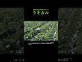 豊橋市のキャベツ畑走行の様子 草刈りロボット 草刈り 農業機械 ウネカル スマート農業 shorts