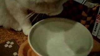 手で水を飲む猫・現在