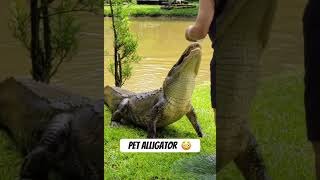 Florida Man brings out his pet alligator to show his neighbor 😳 🐊 #floridaman