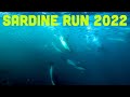 Trip Announcement! Sardine Run 2022 Is A Go!!!!