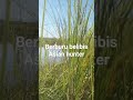 berburu belibis #hunting #hunter #youtubeshorts #shorts