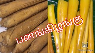 How to cook Palmyra Sprout ( Panangkilangu in Tamil) / பனங்கிழங்கு அவிப்பது எப்படி  @World Explorers