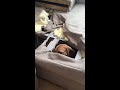 adorable beagle completely destroys couch viralhog