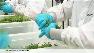 Reportage sur une entreprise future fournisseur de cannabis du Québec