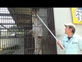 2017.7.8 宇都宮動物園☆ホワイトタイガーのアース王子【white tiger】_01