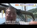 熱海沖でヒラメの稚魚1万匹を放流（静岡県）