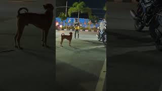 కుక్కని బెదిరించిన తాగుబోతు || drunked man fights with dog || dog Fight|| funny Video || argument