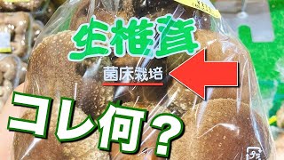 今さら聞けないキノコの「菌床」って何？🍄‍🟫 #菌床 #工場見学