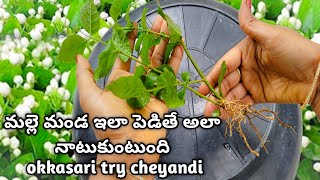 malle chettu ela penchali | jasmine plant growing tips in telugu | malle mokka pempakam #jasmine