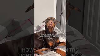 Dogs being idiots part 243 😂| Funny dogs compilation #funnydog #funnypet #cutedog #dog #dogsworld