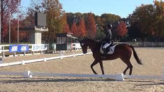 第47回全日本総合馬術大会2017　ＥＶ90競技一般班　調教審査　3年　大岩　桃子　桜毅