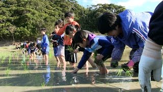 種子島の学校活動：茎南小学校もち米田植え体験！