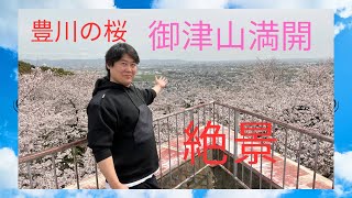 豊川の桜🌸絶景桜の空に浮かぶ！