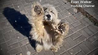 The homeless stray dog wandered the streets, desperately begging passersby to take him home.