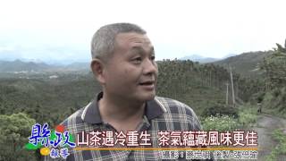 山茶遇冷重生 茶氣蘊藏風味更佳