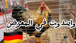 سلالة وايندوت بانتام | Bantam  Wyandotte