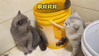 完了，被认出来了。＃幽默片段 ＃猫老六和小薯条