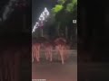 dozens of ostriches run wild through streets of chinese city l abc news