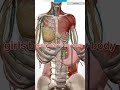 women's body | 3D animation video #viral #facts #short #shorts