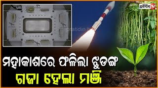 ମହାକାଶ ରେ ଗଜାହେଲା ଝୁଡ଼ଙ୍ଗ ମଞ୍ଜି ! Isro grows crops in space, cowpea seeds sprout.