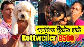 Galiff Street Pet Market Kolkata | dog market in kolkata | kolkata | Gallif street kolkata | Dogs