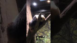 【ジャイアントパンダ】擬木の上でおやすみシャオ君　#シャオシャオ #上野動物園　#panda #shorts